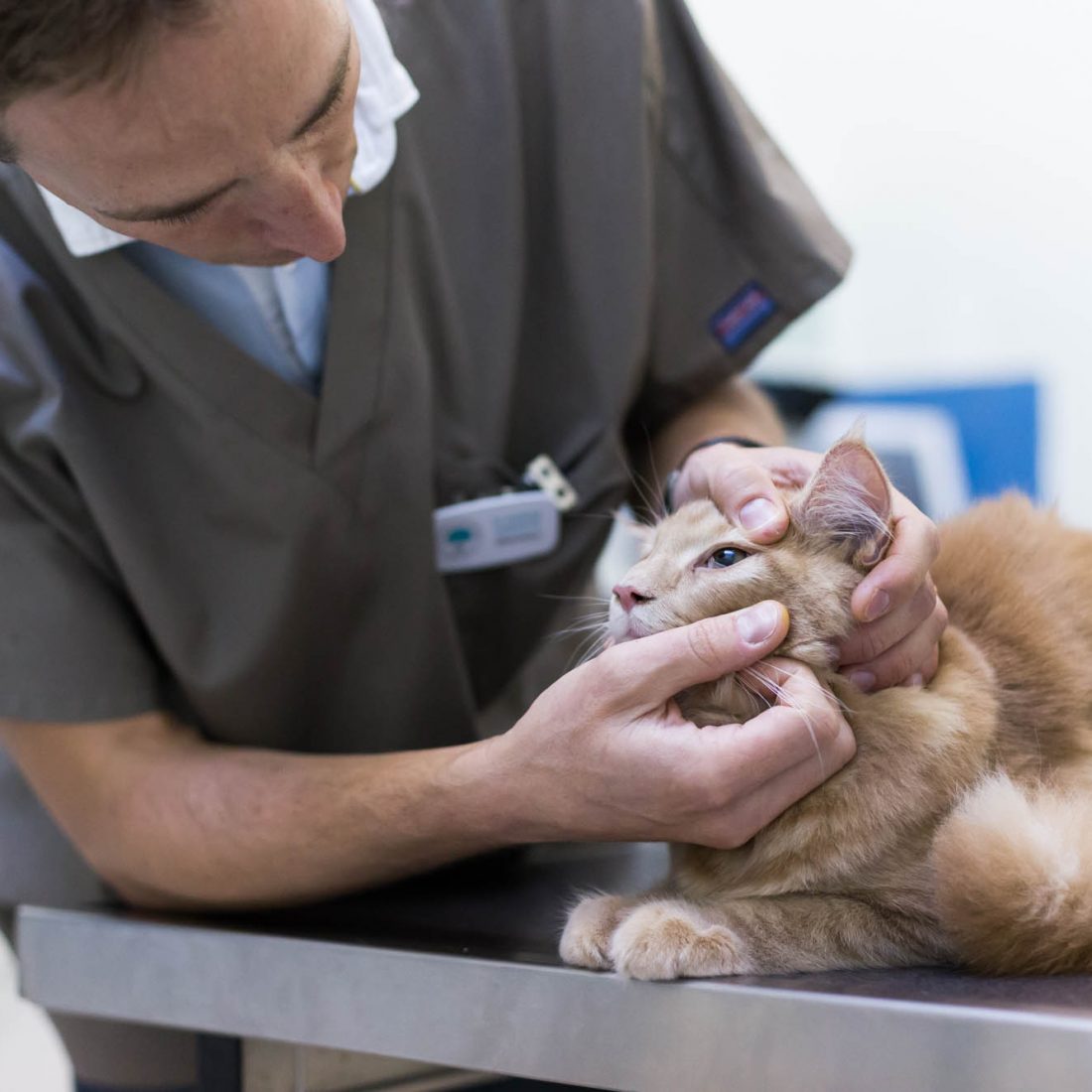 Le déroulement de la stérilisation du chat Clinique Vétérinaire Urbiveto